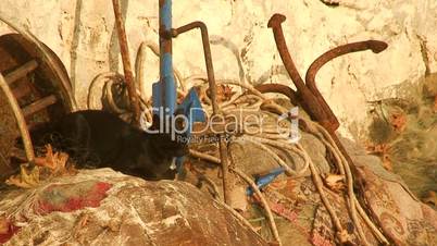 Feral cat sitting on fishing nets