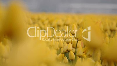 HD720p Gelbe Tulpen in Holland