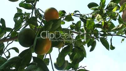 Looking up through a ripening mandarin tree 1