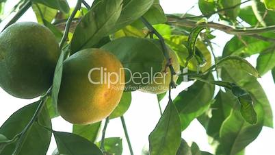 Looking up through a ripening mandarin tree 2