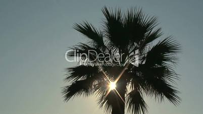 Blazing sun shining through the leaves of a palm tree