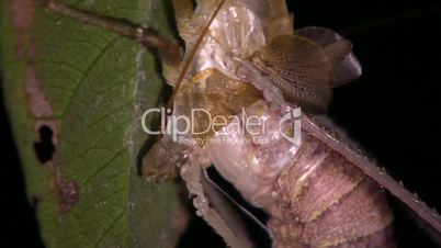 Tropical bush cricket shedding its skin