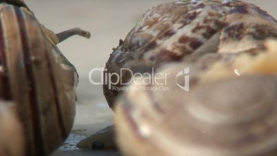 Close up of a group of snails 2