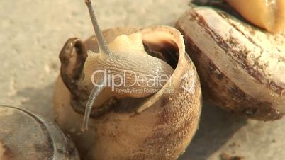 Close up of a group of snails 4