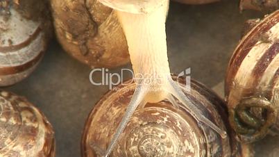 Close up of a group of snails 5
