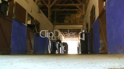 Low level shot of a stable block with 3 horses