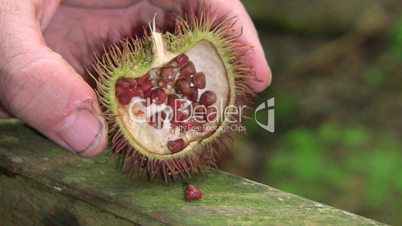 Achiote (Bixa orellana) opening seed pod