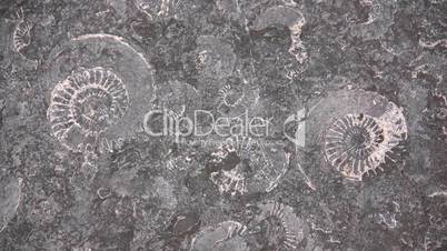 Ammonite fossils in a rock