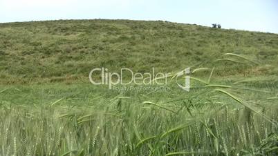 Wheat and barley field