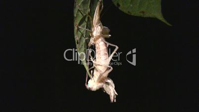 Tropical bush cricket changing its skin
