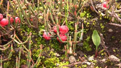 Ephedra americana a prostrate gymnosperm shrub