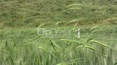 Wheat and barley field