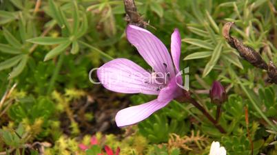Gentian flower (Gentiana cerastoides)