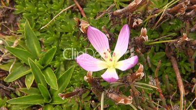 Gentian flower (Gentiana cerastoides)