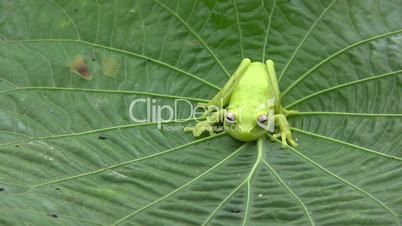 Spotted Treefrog (Hypsiboas punctatus)