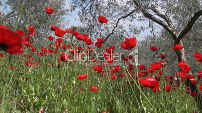 Wild poppy and olive trees