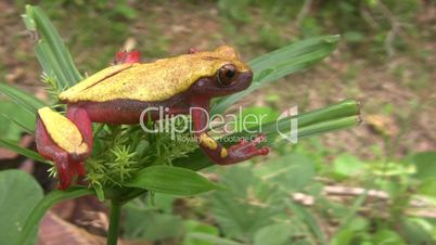 Clown treefrog (Dendropsophus triangulum)