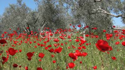 Wild poppy and olive trees