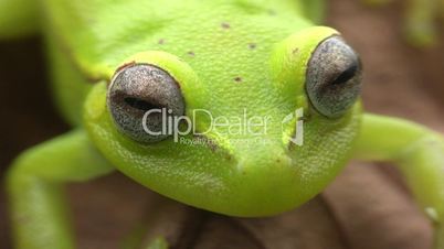 Spotted Treefrog (Hypsiboas punctatus)