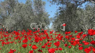 Wild poppy and olive trees