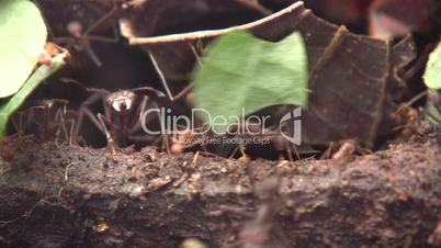 Trail of leaf cutter ants (Atta sp.) on the rainforest floor