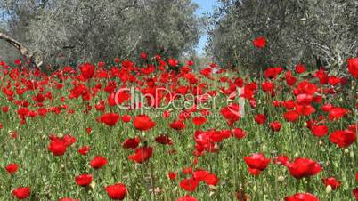 Wild poppy and olive trees