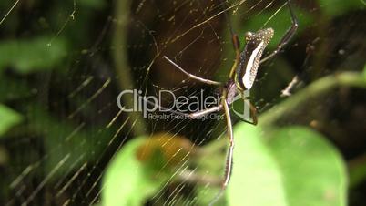 Orb web spider (Nephila sp.)