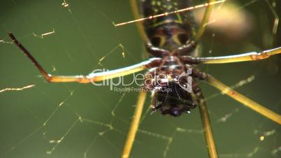 Orb web spider (Nephila sp.)