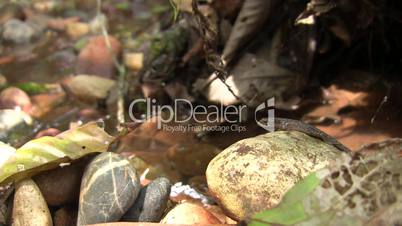 Semi-aquatic lizard (Neusticurus ecpleopus) beside an Amazonian stream