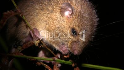 Mouse feeding on grass seeds in the Amazon rainforest