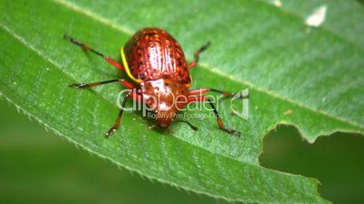 Leaf beetle (Chrysomelidae) in the rainforest understory