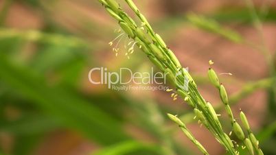 Rice plant (Oryza sativa) in flower