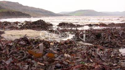 Seaweed on the shore with tide coming in