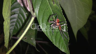 Zoom to Platorid crab spiders mating in the rainforest understory