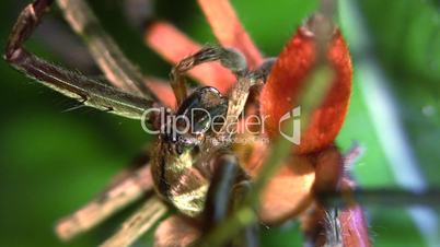 Platorid crab spiders mating in the rainforest understory