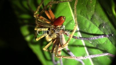 Platorid crab spiders mating in the rainforest understory