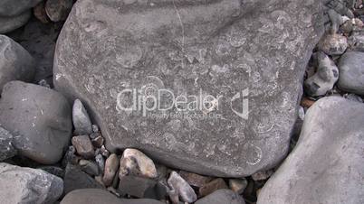 Zoom to ammonites in a rock on Lyme Regis beach