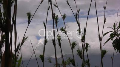 Bamboo, Chusquea sp