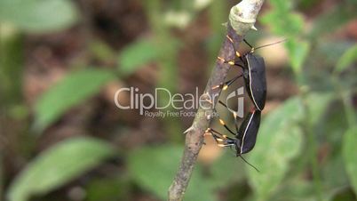 Shield bugs (Hemiptera) mating