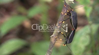 Shield bugs (Hemiptera) mating