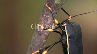 Shield bugs (Hemiptera) mating