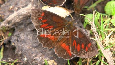 Brown butterfly feeding on animal feces