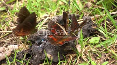 Brown butterflies feeding on animal feces