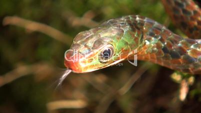 Rusty whipsnake (Chironius scurrulus) protruding its tongue