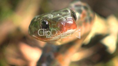 Rusty whipsnake (Chironius scurrulus) protruding its tongue