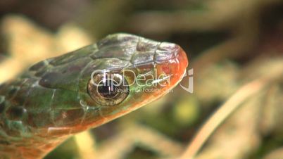 Rusty whipsnake (Chironius scurrulus) protruding its tongue