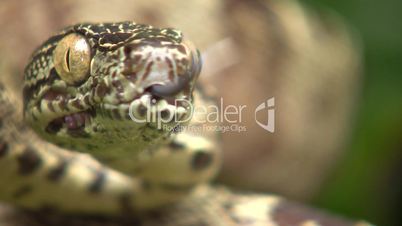 Amazon tree boa (Corallus hortulanus)