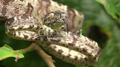 Amazon tree boa (Corallus hortulanus)