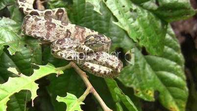 Amazon tree boa (Corallus hortulanus)