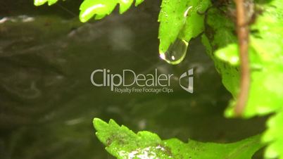 Water dripping off a leaf beside a waterfall